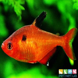 Аквариумная рыбка Минор. Купить аквариумных рыбок Pet.net.ua